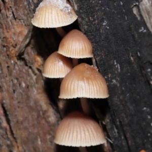 Mycena sp. at Paddys River, ACT - 1 Jun 2022 12:37 PM