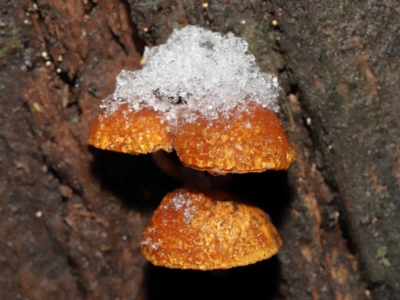 zz agaric (stem; gills not white/cream) at Paddys River, ACT - 1 Jun 2022 by TimL