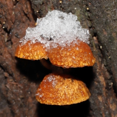 Unidentified Cap on a stem; gills below cap [mushrooms or mushroom-like] at Tidbinbilla Nature Reserve - 1 Jun 2022 by TimL