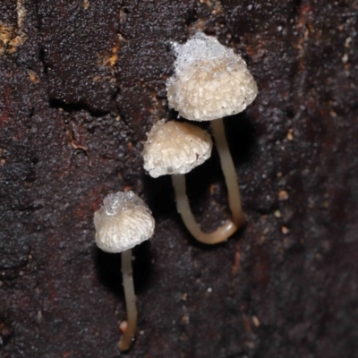 Unidentified Cap on a stem; gills below cap [mushrooms or mushroom-like] at Tidbinbilla Nature Reserve - 1 Jun 2022 by TimL