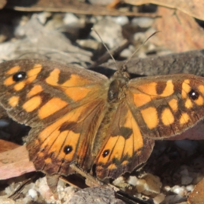 Geitoneura klugii (Marbled Xenica) at Paddys River, ACT - 13 Feb 2022 by MichaelBedingfield