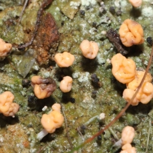 Baeomyces/Dibaeis at Paddys River, ACT - 1 Jun 2022