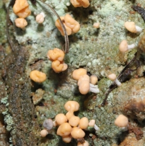 Baeomyces/Dibaeis at Paddys River, ACT - 1 Jun 2022