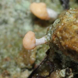 Baeomyces/Dibaeis at Paddys River, ACT - 1 Jun 2022