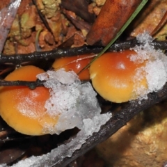 Hypholoma sp. (Hypholoma) at Tidbinbilla Nature Reserve - 1 Jun 2022 by TimL