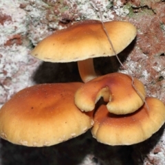 Hypholoma sp. at Paddys River, ACT - 1 Jun 2022