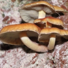 Hypholoma sp. at Paddys River, ACT - 1 Jun 2022