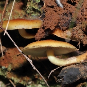 Hypholoma sp. at Paddys River, ACT - 1 Jun 2022