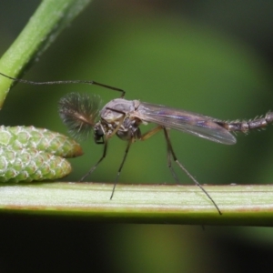 Chironomidae (family) at Acton, ACT - 3 Jun 2022 12:14 PM