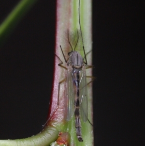 Chironomidae (family) at Acton, ACT - 3 Jun 2022 12:14 PM