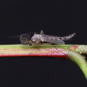 Chironomidae (family) at Acton, ACT - 3 Jun 2022 12:14 PM