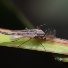 Chironomidae (family) at Acton, ACT - 3 Jun 2022