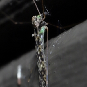 Discobola sp. (genus) at Acton, ACT - 3 Jun 2022