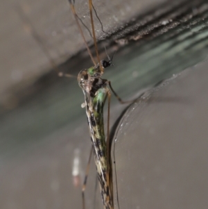 Discobola sp. (genus) at Acton, ACT - 3 Jun 2022