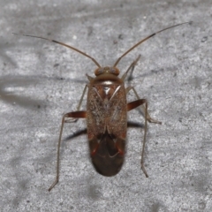 Miridae (family) (Unidentified plant bug) at Acton, ACT - 3 Jun 2022 by TimL