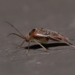 Miridae (family) at Acton, ACT - 3 Jun 2022 11:59 AM