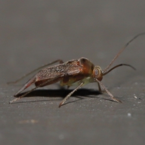 Miridae (family) at Acton, ACT - 3 Jun 2022