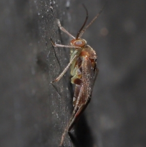 Miridae (family) at Acton, ACT - 3 Jun 2022 11:59 AM