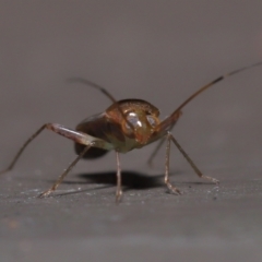 Miridae (family) at Acton, ACT - 3 Jun 2022