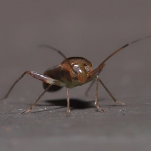 Miridae (family) at Acton, ACT - 3 Jun 2022 11:59 AM