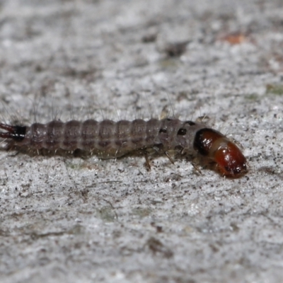 Staphylinidae (family) (Rove beetle) at Acton, ACT - 3 Jun 2022 by TimL