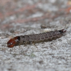 Staphylinidae (family) at ANBG - 3 Jun 2022