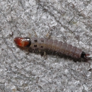 Staphylinidae (family) at ANBG - 3 Jun 2022