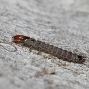 Staphylinidae (family) at ANBG - 3 Jun 2022