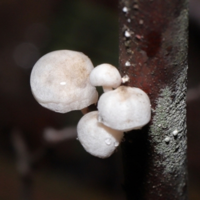 Unidentified Cap on a stem; gills below cap [mushrooms or mushroom-like] at Tidbinbilla Nature Reserve - 1 Jun 2022 by TimL