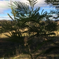Acacia mearnsii (Black Wattle) at Wanniassa Hill - 1 Jun 2022 by LoisElsiePadgham