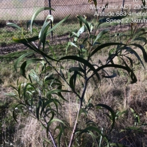 Acacia implexa at Macarthur, ACT - 1 Jun 2022