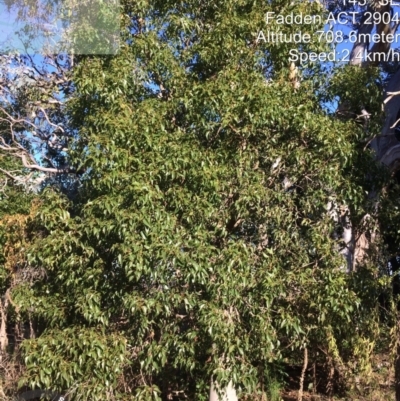 Brachychiton populneus (Kurrajong) at Wanniassa Hill - 1 Jun 2022 by LoisElsiePadgham