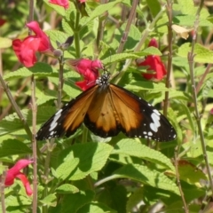 Danaus petilia (Lesser wanderer) at Theodore, ACT - 1 Apr 2020 by owenh