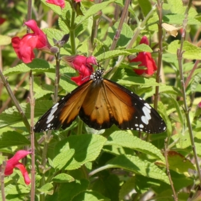 Danaus petilia (Lesser wanderer) at Theodore, ACT - 1 Apr 2020 by OwenH