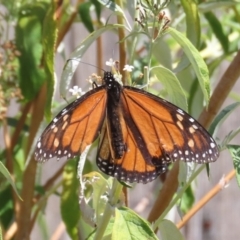 Danaus plexippus (Monarch) at Theodore, ACT - 8 Jan 2021 by OwenH