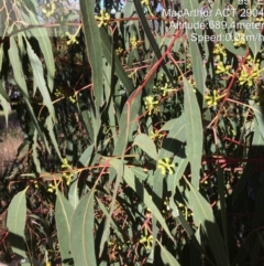 Eucalyptus bridgesiana (Apple Box) at Wanniassa Hill - 1 Jun 2022 by LoisElsiePadgham
