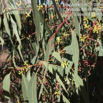 Eucalyptus bridgesiana (Apple Box) at Macarthur, ACT - 1 Jun 2022 by LPadg