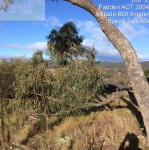 Eucalyptus bridgesiana at Macarthur, ACT - 1 Jun 2022 02:52 PM