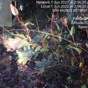 Hardenbergia violacea at Macarthur, ACT - 1 Jun 2022