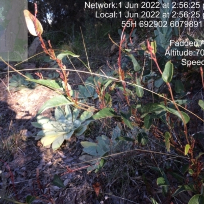 Hardenbergia violacea (False Sarsaparilla) at Macarthur, ACT - 1 Jun 2022 by LPadg