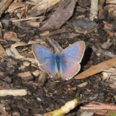 Lampides boeticus (Long-tailed Pea-blue) at Theodore, ACT - 8 May 2022 by owenh