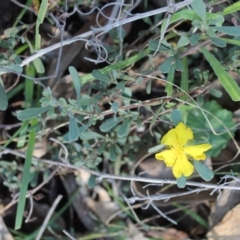 Hibbertia obtusifolia (Grey Guinea-flower) at Fadden, ACT - 1 Jun 2022 by LoisElsiePadgham