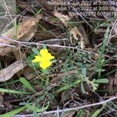 Hibbertia obtusifolia at Fadden, ACT - 1 Jun 2022 03:00 PM