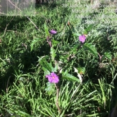 Solanum cinereum (Narrawa Burr) at Macarthur, ACT - 1 Jun 2022 by LPadg