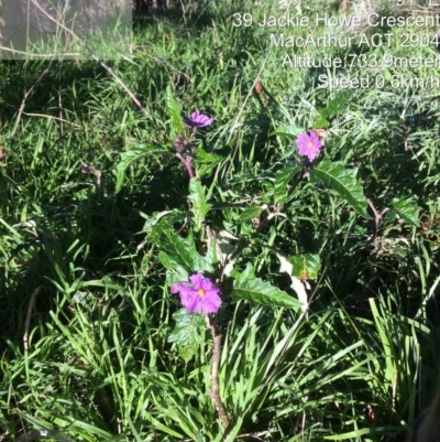 Solanum cinereum (Narrawa Burr) at Macarthur, ACT - 1 Jun 2022 by LPadg