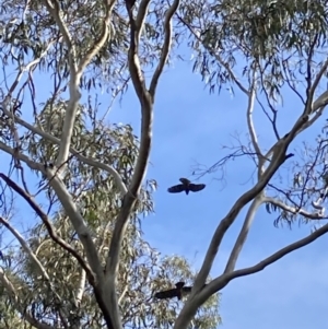 Callocephalon fimbriatum at Reid, ACT - 18 Apr 2022