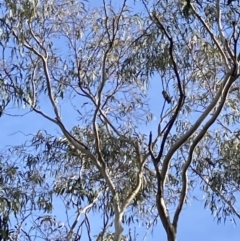 Callocephalon fimbriatum at Reid, ACT - suppressed