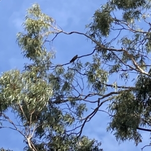 Callocephalon fimbriatum at Reid, ACT - suppressed