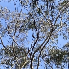 Callocephalon fimbriatum at Reid, ACT - suppressed