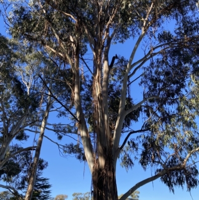 Callocephalon fimbriatum (Gang-gang Cockatoo) at Reid, ACT - 2 Mar 2022 by macolless